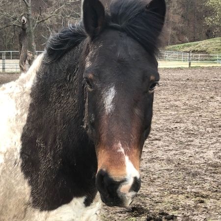 Bertie